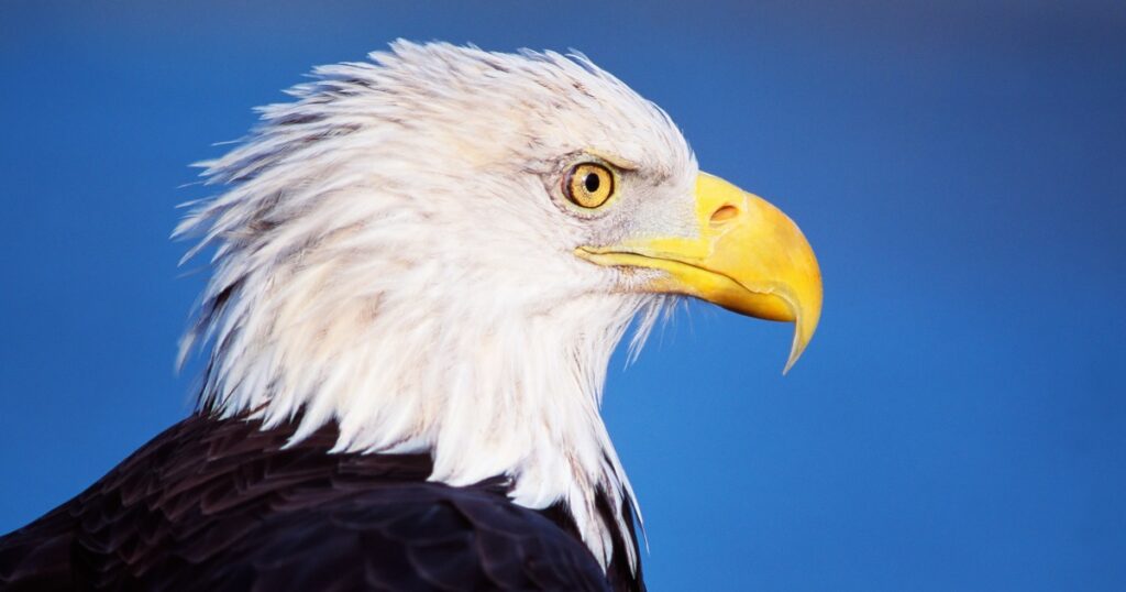 231213-bald-eagle-montana-se-1219p-b9391a.jpg