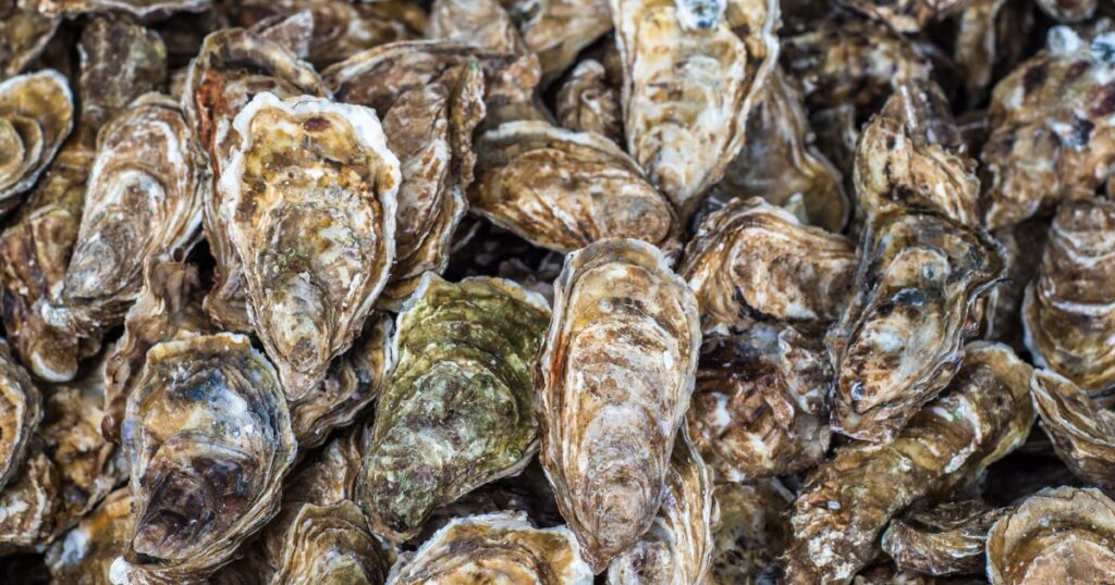 241220-fresh-oysters-se-809p-400c82.jpg