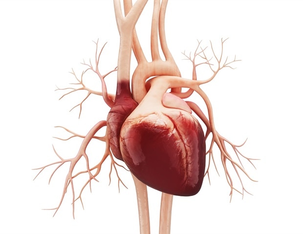 Anatomy_of_Human_Heart.-Liya_Graphics_5ac9d64765b747899bc4a9ef77468432-620x480.jpg