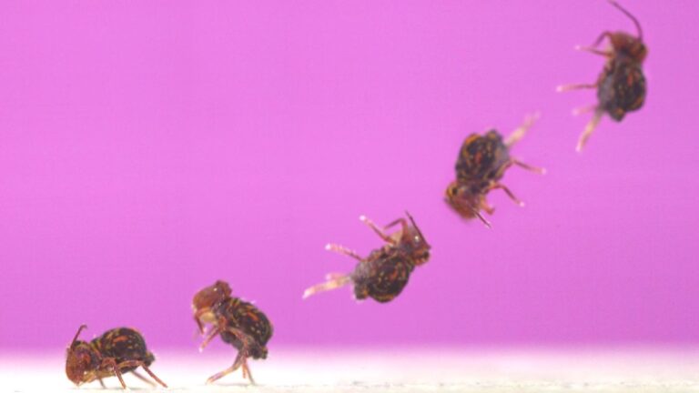 Composite-image-of-a-globular-springtail-jumping_Adrian-Smith_1200.jpg