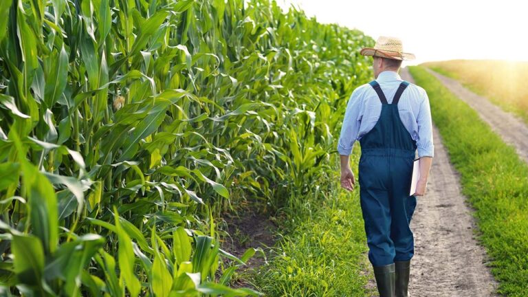 cornfield-farmer.jpg